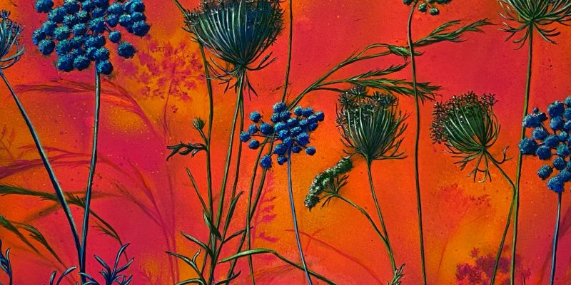 WIld Carrot Castletown