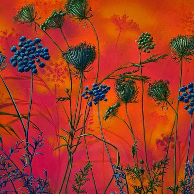 WIld Carrot Castletown